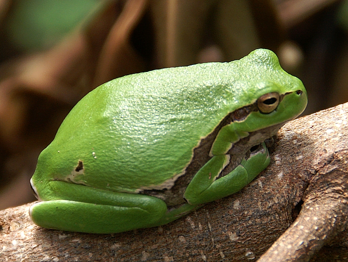 PICT2952 small FROG.jpg - 307004 Bytes
